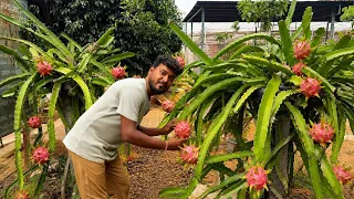 Dragon fruit plant tips | tamil gardening tips 
