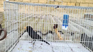 ابداع ولا أروع من طائر شحرور أو جحمومية دندنها