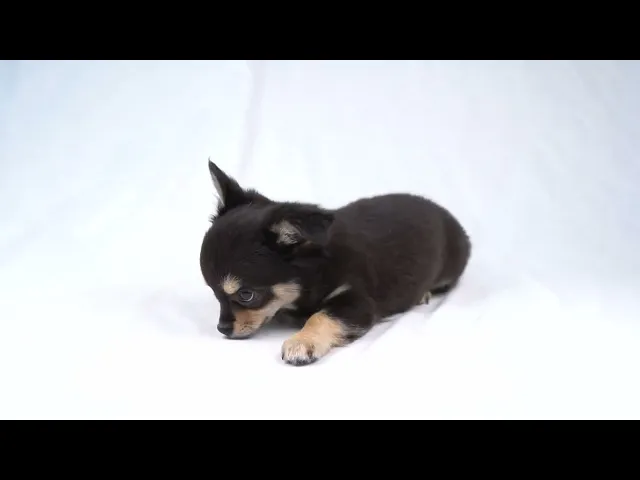 動画