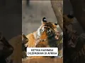Inilah yang terjadi ketika harimau dilepaskan di sabana afrika