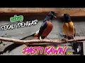 Lagu TERBUKTi, Pancingan Suara  Murai Batu Tercepat Bikin Murai Lain Naik Birahi \u0026 Kawin