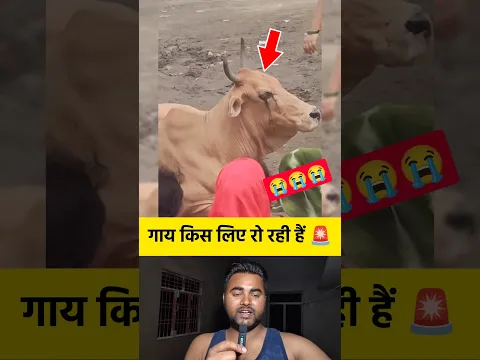 गाय किस लिए रो रही हैं 😭 #shorts #cow #sadvideo #viralshorts #viralvideo #trending #news