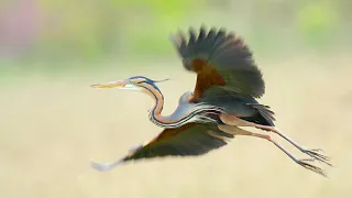 صوت طائر الرخيوي جديد يفوتكم 