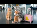 Download Lagu Ginger and Mama Cat’s Journey Home, a Temporary Farewell to Papa Cat📸