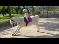 Download Lagu The cutest little toddler horse rider and her pony