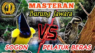 sogon vs pelatuk beras materi tembakan tajamm speed rapattt dan panjang masteran burung jawara