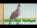 Download Lagu Siulan Kapas Tembak