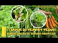 Download Lagu 17 Sayur Di Tempat Teduh | Subur Walau Di Bawah Naungan
