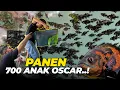 Lagu GILAA..!! WAKTUNYA PANEN 700 ANAKAN IKAN OSCAR..!! BINGUNG TEMPATNYA DIMANA..?!