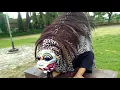 Download Lagu wayahe latian njaluk keblak\