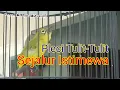 Download Lagu Pleci Tulit-Tulit Panjang Istimewa Sejalur