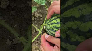The Process Of Inserting Toothpicks To Prevent Watermelon From Cracking 