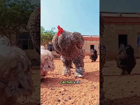 ¿Qué pollo es este? #science #popular #chicken #pollo #gallos