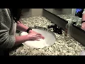 Task Analysis Washing Hands