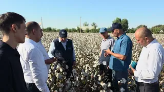 Kam ishlov berilib yetishtirilgan g‘o‘za ekini Hosildorligi 55 SENTNERdan oz emas. 