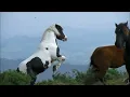 Alison Krauss - So Long So Wrong (great voice !)