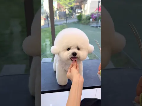 가위로 솜사탕 제조하는 과정✂️