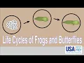 Life Cycles of Frogs and Butterflies