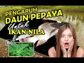 Download Lagu Cara mengolah daun pepaya menjadi pakan ikan nila dan penjaga kualitas air kolam