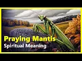 Spiritual Meaning of a Praying Mantis