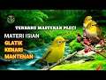 Masteran pleci nembak glatik kenari sambung mantenan 1 nafas 3 lagu