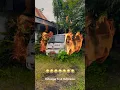 Download Lagu Nasib tidak ada yang menginginkan seperti ini 😭 Berbagai Mobil Rusak Tidak Terpakai Lagi #shorts