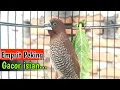 Download Lagu emprit peking gacor isian burung gereja red siskin dan burung kenari 03