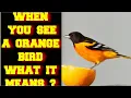 Lagu WHEN YOU SEE AN ORANGE BIRD WHAT DOES IT MEAN ?