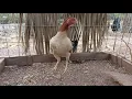 Cobra asil pullet