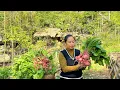 Harvest red radishes to sell at the market - garden and grow cabbage