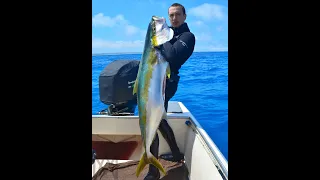 Spearfishing giant yellow tail amberjack (Western Australia)