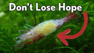 How I Rescued Cherry Shrimp Eggs