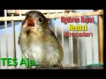 Download Lagu BURUNG FLAMBOYAN GACOR NGEBREN RAPAT NYERECET  Cocok buat Pancingan agar Nyaut