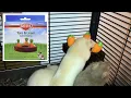 Rat Foraging Friday Kaytee Toss Learn Carrot Game