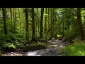 Gentle Woodland Stream and Birdsong | Relaxing Forest Nature Sounds for Focus & Calm