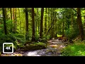 Download Lagu Gentle Woodland Stream and Birdsong | Relaxing Forest Nature Sounds for Focus \u0026 Calm
