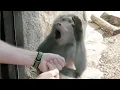 Monkeys Reaction to Magic - Funny Monkey s Funny Pets
