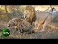 Lagu Most Incredible Fights of Lion and Hyena Ever Caught on Camera | Animal Fights