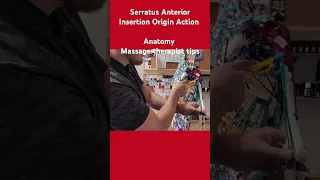 Serratus Anterior muscle origin insertion action