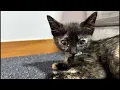 Download Lagu 野良猫ちゅーる がライブ配信中！
