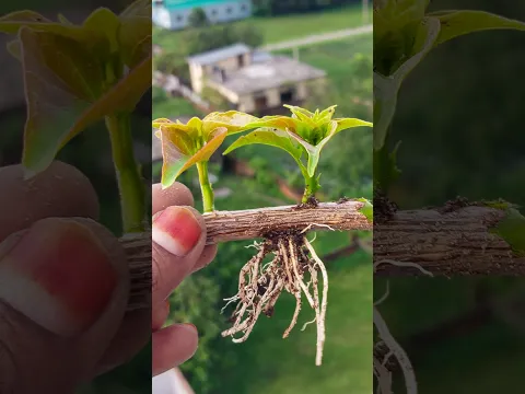 Growing Bougainvillea Plant From Small Cutting
