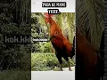 Download Lagu Stori Grup WA yang Sepi