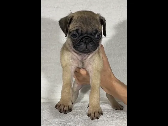 動画