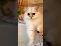 Download Lagu cat is playing with water.#cat #aiart #cute #ai #animation #animals #new #shorts #short #cats #viral