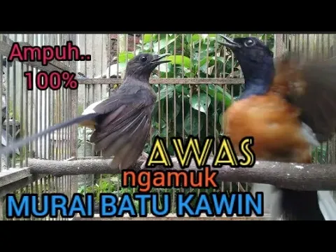 Download MP3 Murai kawin | Suara Murai batu kawin Ampuh mengatasi semua permasalahan semua jenis murai batu❗shama