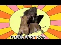 Download Lagu Bullies Dog 🔥 #pitmonsters