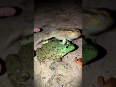 Funny Frog!! Green Frog, Tree Frog, Toad, Bullfrog, Catch Frog Jumping Boing Boing HAHAHA
