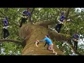 Download Lagu Cưa cây Xanh siêu khủng, siêu cao / Sawing super large, super tall Green trees | T989