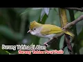 Download Lagu Burung Yuhina Di Alam