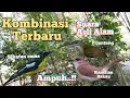 Download Lagu Suara Pikat Sikatan Emas Ribut Kombinasi Paling Ampuh